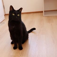 ☆クールビューティーな黒猫女子☆【お見合いも歓迎いたします】 − 大阪府