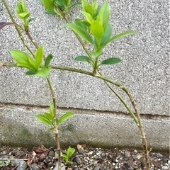 観葉植物　レンギョウ