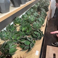 植物仲間募集