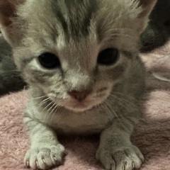 【里親決定しました】生後1ヶ月 仔猫 飼ってくださる方探してます。