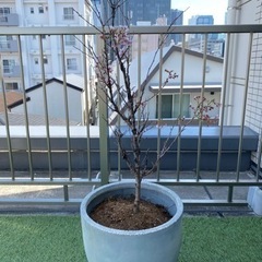 鉢つき　桜の木　約1メートル