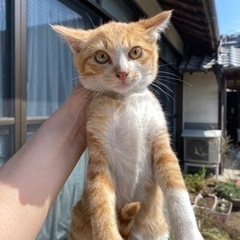 茶トラ　子猫　3、4ヶ月　三毛猫