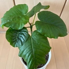 ウンベラータ　観葉植物　鉢植え