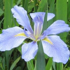 藤色 ◆珍しい品種◆ 多年草 アイリス