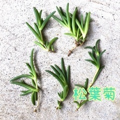 松葉菊 多肉植物