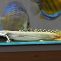 熱帯魚　ポリプテリスセネガルス  ビックアイカラシン コロンビア...