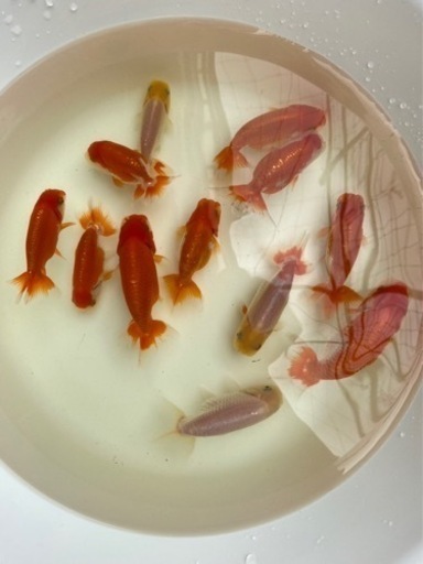 らんちゅう弍歳魚 12匹まとめて 応募多数のため停止します