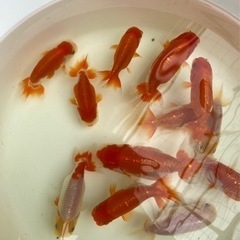 らんちゅう弍歳魚　12匹まとめて　応募多数のため停止します らんちゅう弍歳魚 12匹まとめて 応募多数のため停止します
