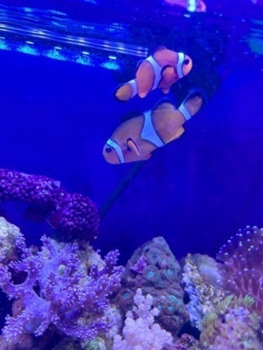 シライトイソギンチャク　カクレクマノミペアセットです