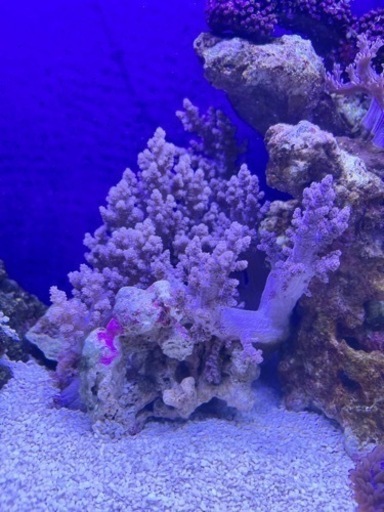 チヂミトサカ群生