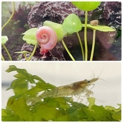 桜華血統ピンクラムズホーン小さめ5mm ~10匹＆茶エビ5匹～7...