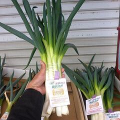 🥬【新鮮野菜】栄養が4倍　榛沢深谷ネギ13本組100円　3/17（金）