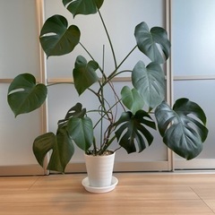 【ネット決済】【決まりました】観葉植物　モンステラ