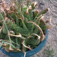 アロエ　　白い斑模様　　園芸　植物　