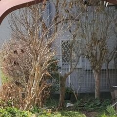 植木差し上げます。　引き取りに来て頂ける方