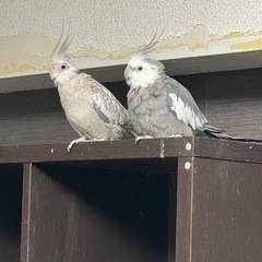 オカメインコ つがい 里親様募集 仙台市から