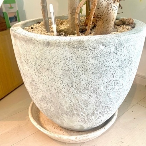 観葉植物 フィカス・ウンベラータ 人気 鉢 受け皿 大 水やりチェッカー