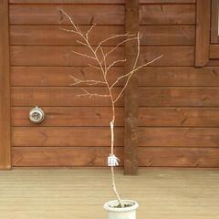 白樺の鉢植え　No.21　120cm