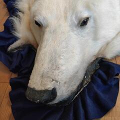 本物のシロクマ毛皮しきもの