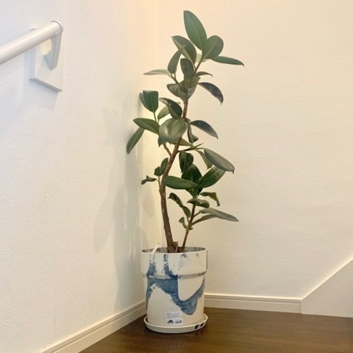 観葉植物　フィカスメラニー　ゴムの木　9号　鉢・受け皿付き