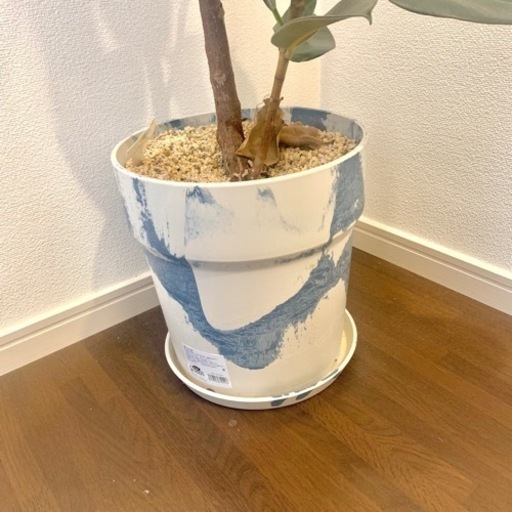 観葉植物 フィカスメラニー ゴムの木 9号 鉢・受け皿付き 【公式通販】