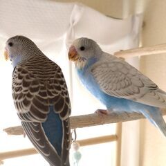 セキセイインコ♪２月上旬生まれ　二羽います　手乗り飼育中