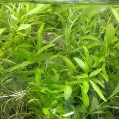 水草　ハイグロポリスペルマ　水中葉