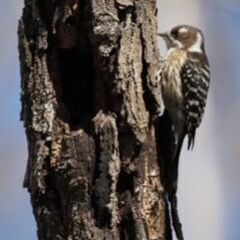 3月26日（日）野鳥撮影仲間1名募集