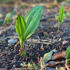 銀座でも食べれない日本最高峰の山菜体験教室! 日本トップの山菜たちに出会える ！ - 生活知識