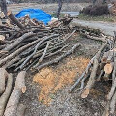 桜 他広葉樹 細木 軽トラ4台以上まとめ売り