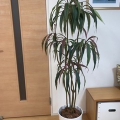 【3/24までは1,000円】人工観葉植物　ドラセナ　約160cm