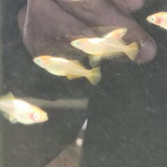 プラチナ牡丹(上物) 若魚