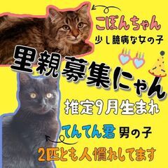 生後6ヶ月位　人慣れしています、黒猫のてんてん君【3/26(日曜...