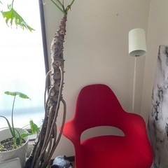 （お話し中）赤い椅子、白い電気スタンド、観葉植物