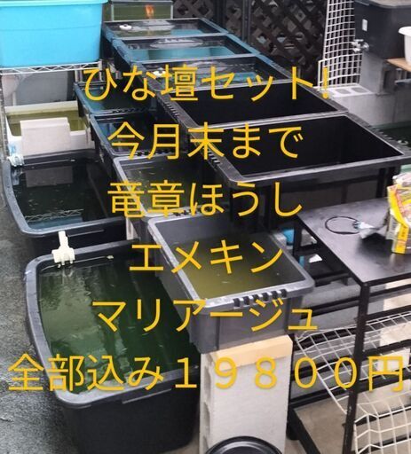メダ活シーズン到来!メダカ水槽【ひな壇セット】メダカ