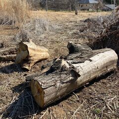 北杜市小淵沢町　無料　薪　伐採した木譲ります