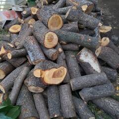 切断木を譲ります(ヒマラヤ杉)：薪、木工材料などに