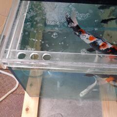 1200×450×450オールガラス水槽