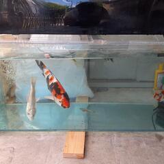 1200×450×450オールガラス水槽