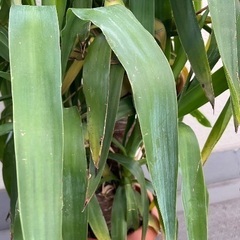 観葉植物　ドラセナ