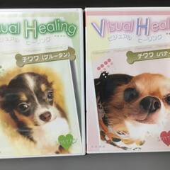 🔷🔶🔷By1/50　DVD「Visual Healing チワワ...