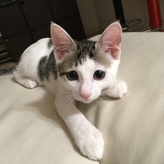 ハチワレ白キジトラ猫 − 大阪府