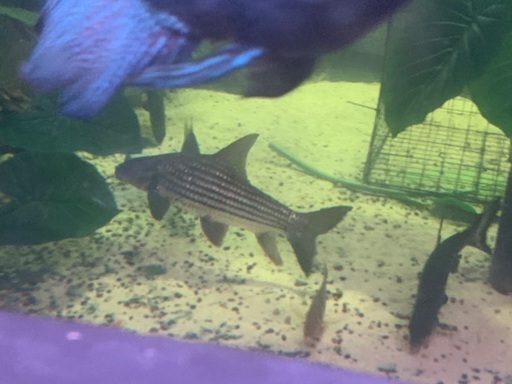 【アロワナ混泳】カンボジアタイガーバルブ40㎝位