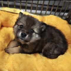 【里親様決定💖】(愛媛県内のみ)子犬の里親さん募集中💖