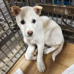 【里親様見つかりました💖】(愛媛県内のみ)子犬の里親募集中💖の画像