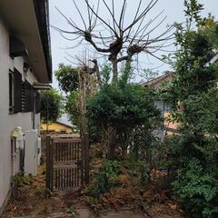 【横浜市旭区自宅】庭の木を切って戴ければ、その木を差し上げます！...
