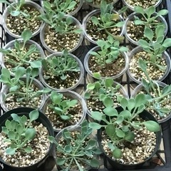 【無料】多肉植物　マサイの矢じり　苗