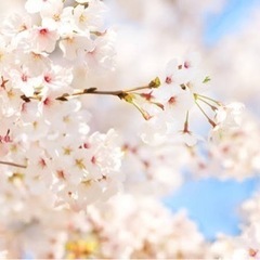 3/26  高崎公園にて　お花見しませんか？😌