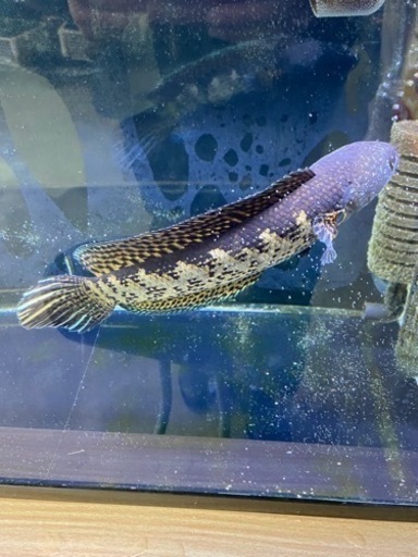 バイオレットスネークヘッド　25cmぐらい　できれば引取限定　熱帯魚　アクアリウム バイオレットスネークヘッド 25cmぐらい できれば引取限定 熱帯魚