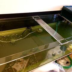 1500×600×250 6mm オーダー アクリル水槽 2ヶ月使用 熱帯魚 らんちゅう